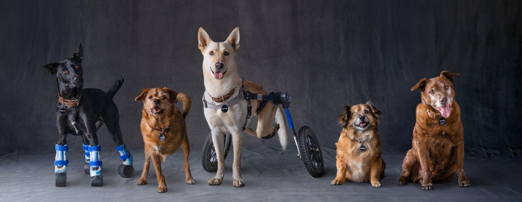 Subaru Loves Pets Month Lineup of Adopted Pets